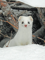 드레이코 말포이 실종사건