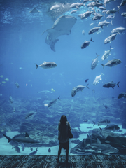 여름 물에 인어는 살지 않는다