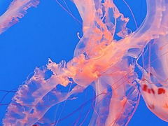 [호열백호] 선의x해적 (1)