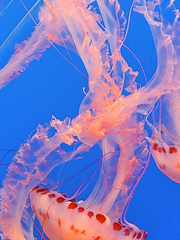 호열백호 해적au 썰백업