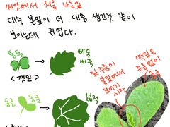 독일쥐의 텃밭일기 (4)