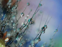 [깜돌/허티] 여름비 - 36