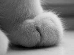 고양이는 비 오는 날을 싫어해