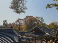 [태대] 계수나무의 뿌리 [中]