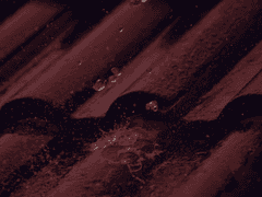 안 송백/24/男/7월