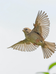 {mundo. 87} 속칭 [인피니토]에 대한 보고