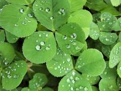 비 온 뒤 🌱 사진