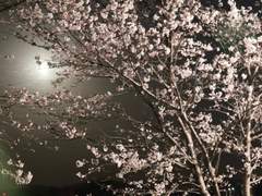 봄날의 꿈, 춘몽 (春夢)