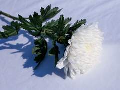 🎴花徽 화휘/26/女/9월