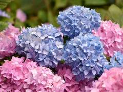 수국의 꽃말은,