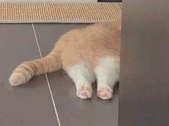 고양이 관찰일지