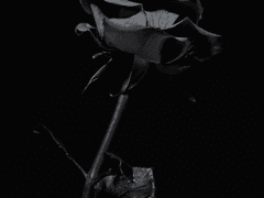 나의 쌍둥이 2기 6화 믿음의 결과는 "배신"