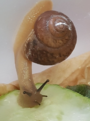 달팽이