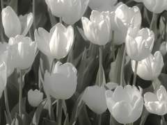 산즈 하루치요 천사님을 모십니다