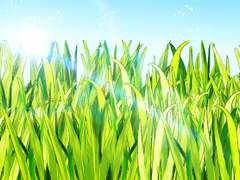 잔디, 풀 6종 브러쉬 (클립스튜디오)