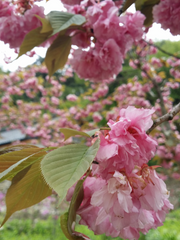 [센루]의원의 집