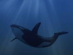 거대한 고래는 얕은 물에서 살지 않는다