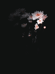 [블리치] 사신대행입니다