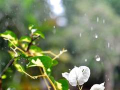 푸르름을 위하여