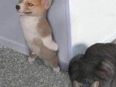 애니멀 피라미드 붕괴 사건 3