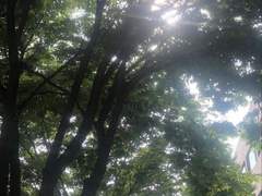 여름의 증명사진 (Prologue)