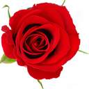 소매괴 ( 宵玫瑰 )