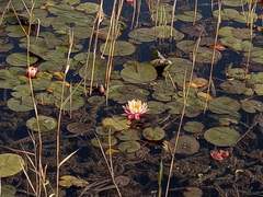 고전 회귀물 썰 - 몽중몽(夢中夢)