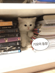 엔시티 막내 홍일점 여주 생활기