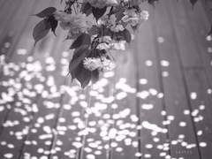 [이연이랑] 낙화 (落花)