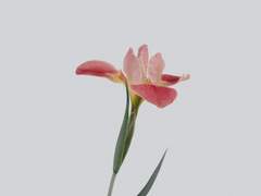 네게 위로받고 싶었다. 모두 꿈같던 몽상이었다.