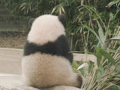 판다를 훔치는 완벽한 방법++