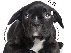 당신은 쫄보입니까? 쫄보의 변신법