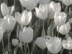 오마카세 러프퀄 커미션