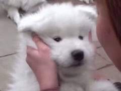 저희집애가땅콩뗀다는소리듣자마자도망갔어요어떡해요제발찾아주세요