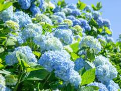 01. 키타 신스케