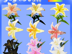 Lily Pack - 백합 스티커