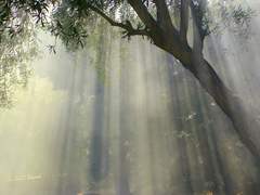 사랑이 나의 것이라면(2)