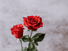 [와타루x토리동생x에이치] 1