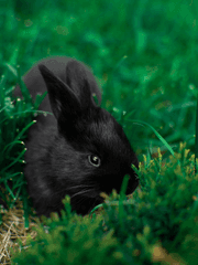 아야세가와 사키 