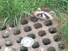 하이큐 수인 고등학교 01