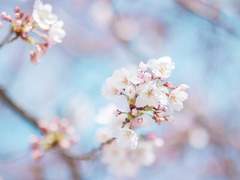 낙화(落花) [Beautiful Life] (1)