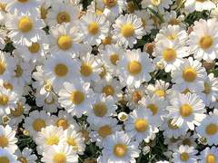 To. 벨로프 지나이다