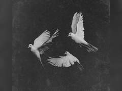 강박 속에 머물러 날아가지 못하고