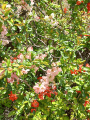 레커렉스메모리