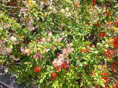 레커렉스메모리