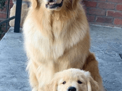 멍멍가문 형제들 꼬시기 7