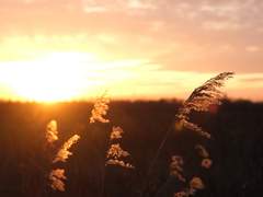 (미오슬레+4호) 귀로