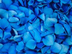 꽃이 망그러지다