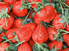 태섭’s 딸기 농원 3