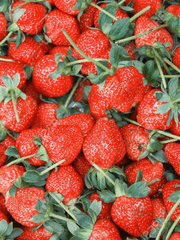 태섭's 딸기 농원